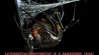 Latrodectus of the world [upl. by Arytahs]