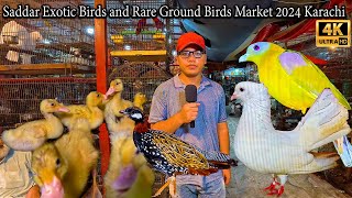 Saddar Birds Market Ground Birds Rare and Unique Birds 2024 Karachi Latest Updates [upl. by Egwan]