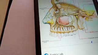 CONTENTS of pterygopalatine fossa THE MAXILLARY NERVE simple explanation part 1 [upl. by Romulus668]