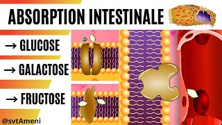 Comment les glucides sont absorbés  Mécanismes et voies dabsorption des glucides [upl. by Fenner28]