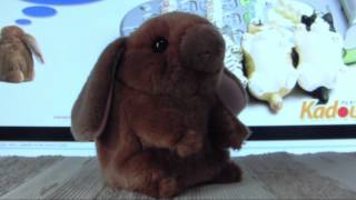 Mimicry Pet FloppyEared Rabbit by KadoUnik [upl. by Power864]