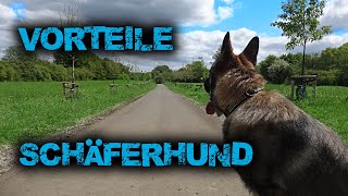 5 gute Gründe FÜR einen SCHÄFERHUND  DDR Linie  Geschichte deutscher Schäferhund [upl. by Asiilanna]