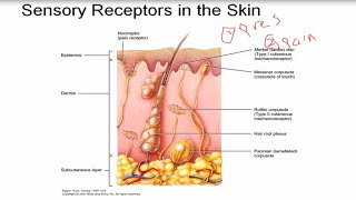 Neurophysiology 1  Introduction to neurophysiology [upl. by Macknair]