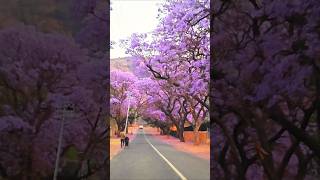 Jacaranda TreesPretorias purple wonderland🪻pretoria jacaranda [upl. by Itsrejk]