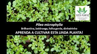 PILEA MICROPHYLLA Brilhantina beldroega ou folha gorda [upl. by Bever494]