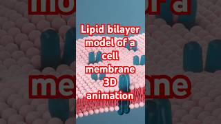 Lipid bilayer model of Cell membrane 3danimation [upl. by Paget882]