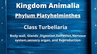 Class Turbellaria Body wall Digestion Excretion and Reproduction  Phylum Platyhelminthes [upl. by Rawdin120]