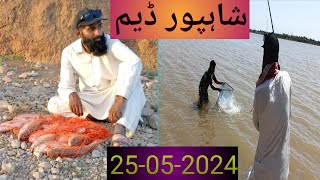 Mirgal fish  Shahpur dam  Carp Fishing [upl. by Auqinet]