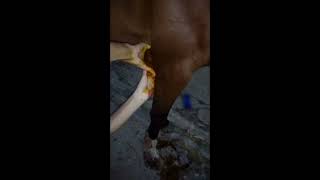 Capped Elbow treatment in horse Olecranon Bursitis in horse [upl. by Catie365]