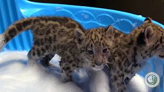 Snow leopard cubs in pool [upl. by Noyar]