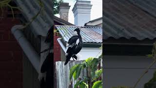 Magpie song in Bathurst [upl. by Eelrehpotsirhc]