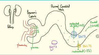 SGLT2 Inhibitors Explained in 3 Minutes [upl. by Zakaria641]