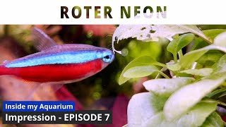 Paracheirodon axelrodi  Episode 7  Aquarium Impression [upl. by Almena152]