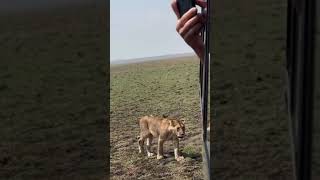 Wow Up Close with a Walking Lioness on Safari [upl. by Belden]