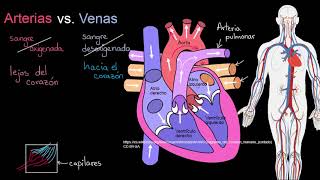 Arterias vs Venas ¿Cuál es la diferencia  Khan Academy en Español [upl. by Gaughan520]