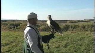 Fauconnerie et entraînement des oiseaux de proie [upl. by Lobel550]