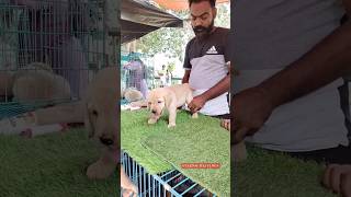 Pet Market Kolkata 😍lowest price puppy dogShrirampur dogs shorts viral dog dogs doglover [upl. by Yelwah892]