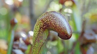 Darlingtonia Californica aka Pitcher Plant [upl. by Keefe]