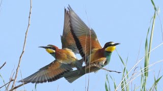 Gruccioni  Beeeaters Merops apiaster [upl. by Ydak]