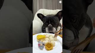 Bruno dog is eating meatballs [upl. by Ricardo724]