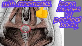 Learn muscles of perineal body easily with mnemonics [upl. by Booker]