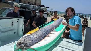 A 12 foot long harbinger of doom Oarfish washed ashore in San Diego [upl. by Giguere]