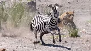 Lioness try to hunt Zebra but fails  Seen In Kruger Park quotSweni riverquot [upl. by Peg]