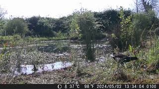 A pair of Moorhens preparing for the nest in the large rush to the right behind them [upl. by Ellerred951]