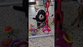 Cute Puppy Video Illy Mini Bernese Puppy woodlotcompanions [upl. by Akiner]