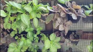 Vertical garden episcia [upl. by Noryd]