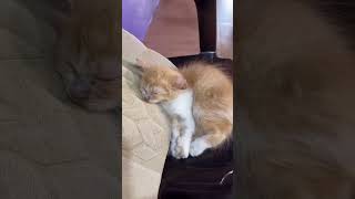 ✨i took a nap✨🐈🐱 catshorts sleepycat Like Share amp Subscribe🎀 [upl. by Emerick]