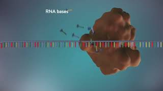 DNA eşlenmesi  Replikasyon  Biolocker  Biyoloji Animasyon [upl. by Alberic]