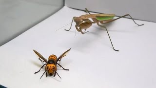 Praying Mantis vs Murder Hornet [upl. by Acirem819]