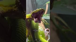 Adorable Emerald Tree Boa Yawning [upl. by Timmie726]