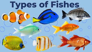 quotExploring 50 Fascinating Fish Species in Their Aquatic Habitat  Underwater Wondersquot [upl. by Clarabelle]