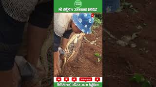 तरुल agriculture machinery nepalipatro nepalishorts nepalisongscollection viral [upl. by Ji]