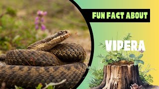 Exploring the World of Vipera Snakes Characteristics Biology and Diversity [upl. by Buseck]