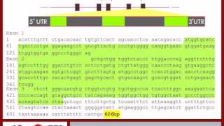 Beta Globin Genetics pt3 [upl. by Ater492]