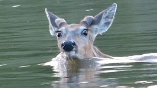 Whitetail Deer swims across fast moving river [upl. by Hsuk174]