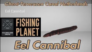 Eel Cannibal  GhentTerneuzen Canal Netherlands  Fishing Planet Guide [upl. by Oal]