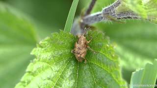 Eichelbohrer Rüsselkäfer Curculio venosus [upl. by Eatnoed119]