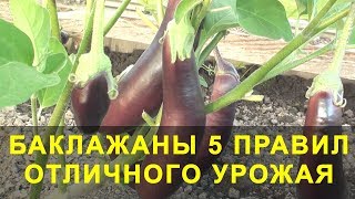 Баклажаны 5 Правил Отличного Урожая Выращивание баклажан [upl. by Leontina]