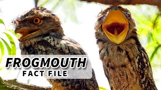 Frogmouth Facts is it an OWL  Animal Fact Files [upl. by Ajram]