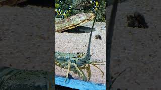 10 November 2024 strang lobster 🦞 please 🥺 like and subscribe [upl. by Hildagarde]