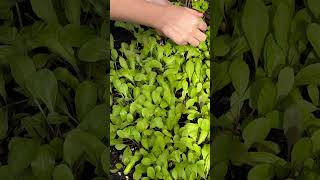 Picking Arugula because frost warning on tonight in my garden  October 2024 [upl. by Ornie]