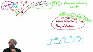 Lectin pathway of complement activation [upl. by Dominique905]