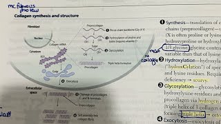 Collagen synthesis  menke  Ehler danlos  marfan in Hindi  first aid [upl. by Anor]