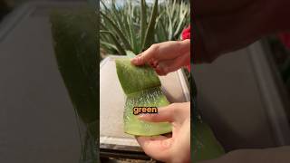 Aloe Vera Processing method [upl. by Yenffit362]