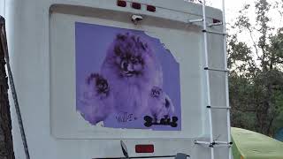 PeachJars Sees WallE the Pomeranian Mobile [upl. by Ruelle]