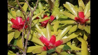 Bromeliads TILANDSIA AECHMEAGUZMANIANEOREGELIA [upl. by Adai]